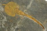 Ordovician Brittle Star (Ophiura) Fossil With Carpoid - Morocco #350640-3